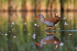 Chřástal vodní ( Rallus aquaticus )