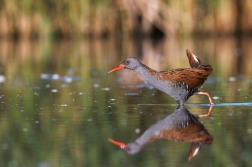 Chřástal vodní ( Rallus aquaticus )