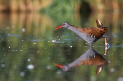 Chřástal vodní ( Rallus aquaticus )