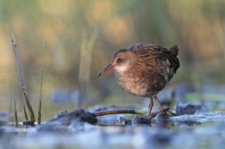 Chřástal vodní  ( Rallus aquaticus )