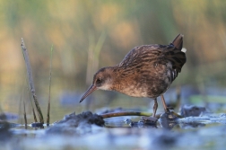 Chřástal vodní  ( Rallus aquaticus )