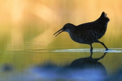 Chřástal vodní  ( Rallus aquaticus )