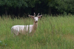 Daněk