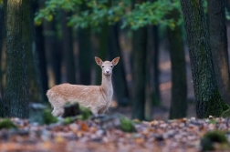 Daněk evropský  ( Cervus dama )