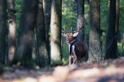 Daněk evropský  ( Cervus dama )