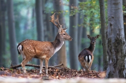 Daněk evropský  ( Cervus dama )