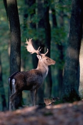 Daněk evropský  ( Cervus dama )