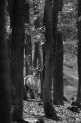 Daněk evropský  ( Cervus dama )