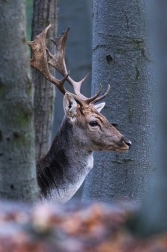 Daněk evropský  ( Cervus dama )