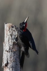 Datel černý  ( Dryocopus martius )