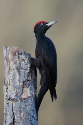 Datel černý  ( Dryocopus martius )