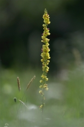 Divizna  černá  ( Verbascum nigrum )