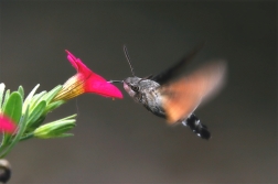 Dlouhozobka svízelová ( Macroglossum...