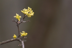 Dřín obecný  ( Cornus mas L. )