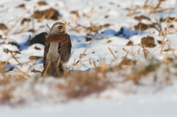 Drozd kvíčala  ( Turdus pilaris )