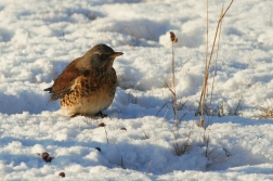 Drozd kvíčala  ( Turdus pilaris )