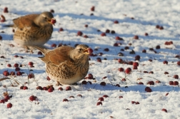 Drozd kvíčala  ( Turdus pilaris )