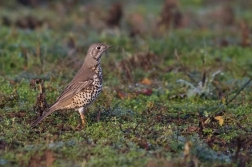 Drozd zpěvný  ( Turdus philomelos )