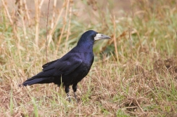 Havran polní ( Corvus  frugilegus )