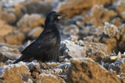 Havran polní ( Corvus  frugilegus )