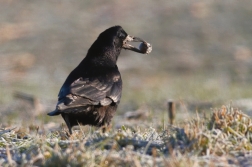 Havran polní ( Corvus  frugilegus )