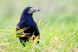 Havran polní  ( Corvus frugilegus )