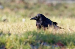 Havran polní  ( Corvus frugilegus )