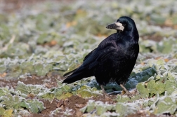 Havran polní  ( Corvus frugilegus )