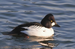 Hohol severní  ( Bucephala clangula )