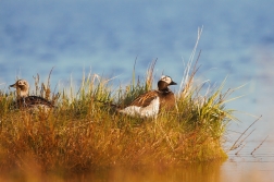 Hoholka lední  ( Clangula hyematis )