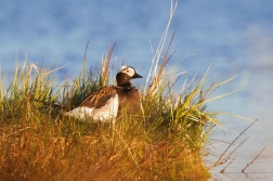 Hoholka lední  ( Clangula hyematis )