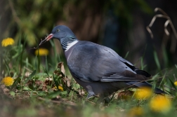 Holub hřivnáč  ( Columba palumbus )