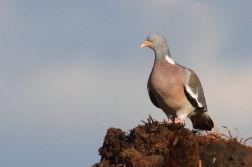 Holub hřivnáč ( Columba palumbus )