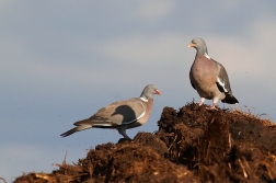 Holub hřivnáč ( Columba palumbus )