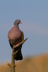 Holub hřivnáč  ( Columba palumbus )