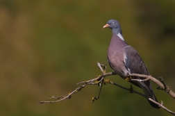 Holub hřivnáč  ( Columba palumbus )