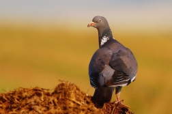 Holub hřivnáč  ( Columba palumbus )