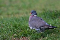 Holub hřivnáč  ( Columba palumbus )