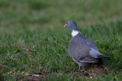 Holub hřivnáč  ( Columba palumbus )