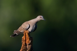 Hrdlička divoká  ( Streptolelia turtur )