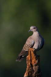 Hrdlička divoká  ( Streptolelia turtur )