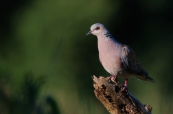 Hrdlička divoká  ( Streptolelia turtur )