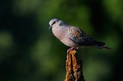 Hrdlička divoká  ( Streptolelia turtur )