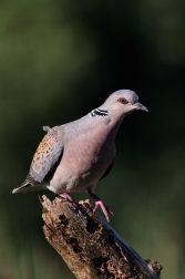 Hrdlička divoká  ( Streptolelia turtur )