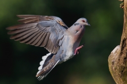 Hrdlička divoká  ( Streptolelia turtur )