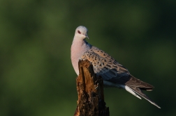 Hrdlička divoká  ( Streptolelia turtur )