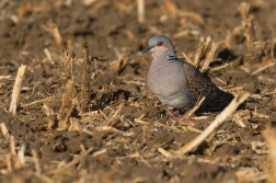 Hrdlička divoká  ( Streptolelia turtur )