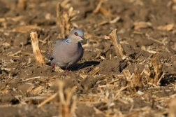 Hrdlička divoká  ( Streptolelia turtur )