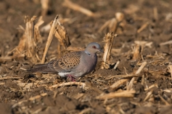 Hrdlička divoká  ( Streptolelia turtur )