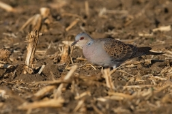 Hrdlička divoká  ( Streptolelia turtur )